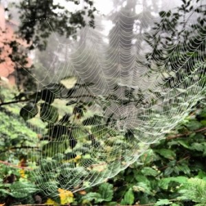 web