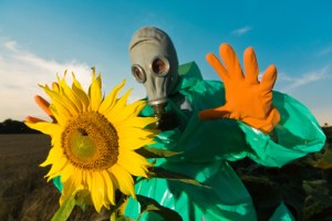 Man in a respirator on sunflower field